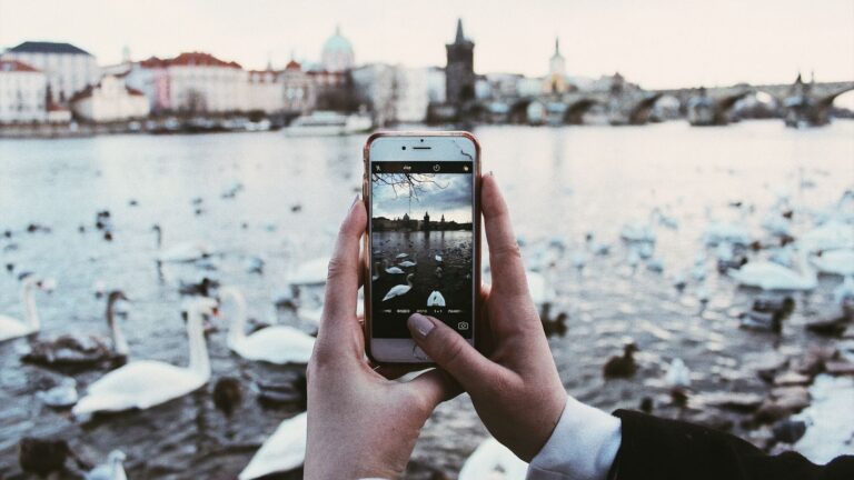 A person photographing swans on Prague's Vltava River with a smartphone, featuring the iconic Charles Bridge.