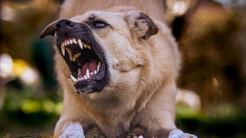 Close-up of a snarling dog showing its teeth in an outdoor environment.